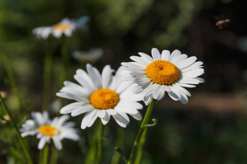 Fototapeta premium daisies in a field