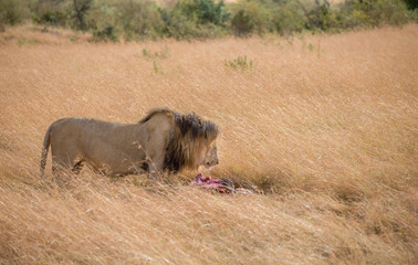 Lion Eating a Prey in Masai mara