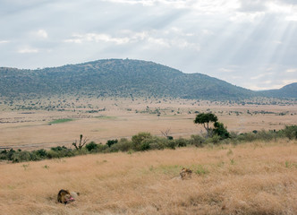 King Male Lion Portrait in Masai Mara , Kenya