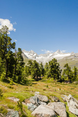 Fototapeta na wymiar Zermatt, Alpen, Wallis, Wanderweg, Riffelalp, Findeln, Findelbach, Lärchenwald, Schweizer Berge, Sommer, Schweiz