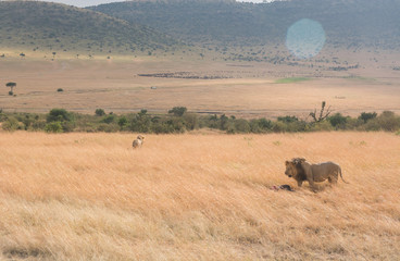 King Male Lion Portrait in Masai Mara , Kenya