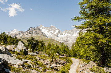 Zermatt, Dorf, Wallis, Alpen, Lärchenwald, Arvenholz, Naturweg, Wanderweg, Riffelalp, Findeln, Schweizer Berge, Sommer, Schweiz