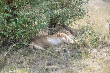 Sleeping lions in Masai mara kenya