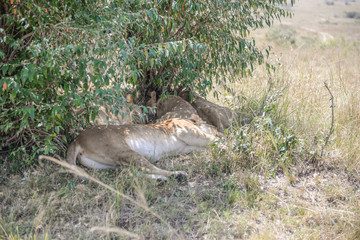 Sleeping lions in Masai mara kenya