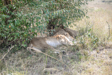 Sleeping lions in Masai mara kenya
