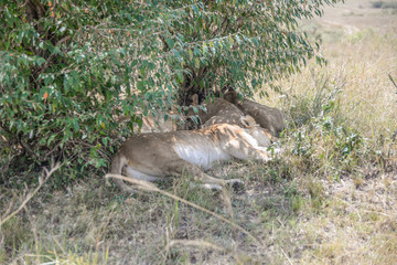 Sleeping lions in Masai mara kenya
