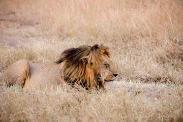 King Male Lion Portrait in Masai Mara , Kenya