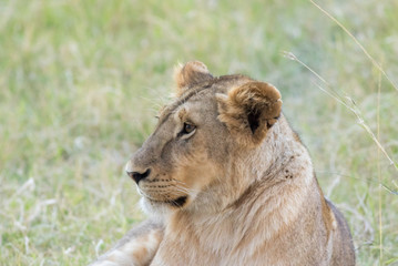 Lioness in the Wilderness of Masai mara , Kenya  ,Africa