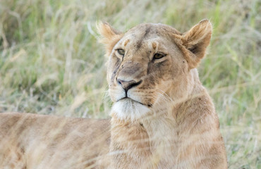 Lioness in the Wilderness of Masai mara , Kenya  ,Africa