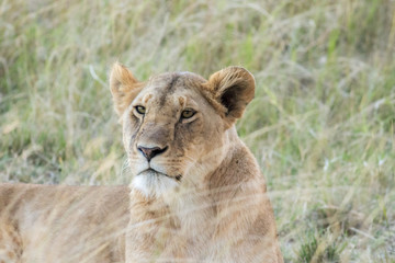 Lioness in the Wilderness of Masai mara , Kenya  ,Africa