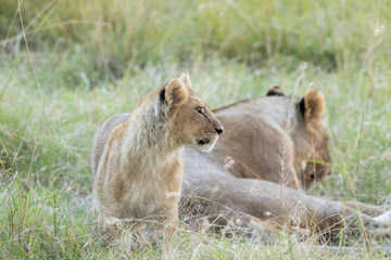 Lions pride and Cubs in Masai mara