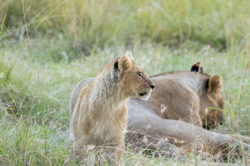 Lions pride and Cubs in Masai mara