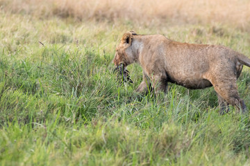 Lion Eating a Prey in Masai mara