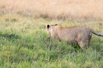 Lion Eating a Prey in Masai mara