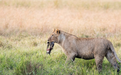 Lion Eating a Prey in Masai mara