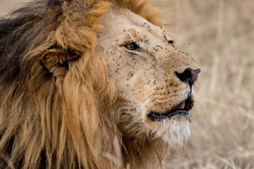 King Male Lion Portrait in Masai Mara , Kenya