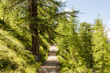 Zermatt, Dorf, Schweizer Berge, Alpen, Findeln, Findelbach, Findelschlucht,  Riffelalp, Lärchenwald, Wanderweg, Naturweg, Sommer, Schweiz