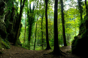 Obraz premium Wälder des Franche Comté