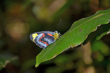 Australian Black Jezebel Butterfly (Delias nigrina) in rainforest, Royal National Park, Sydney, Australia