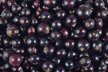 Fresh black currant close up as background