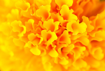 Close up Marigold with orange petals. Beautiful floral use as background