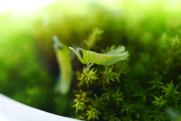 Newborn grasshopper