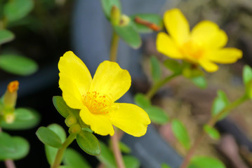 Portulaca flower