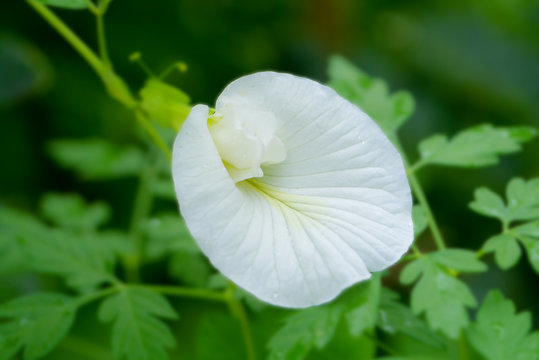 White Butterfly pea flower.