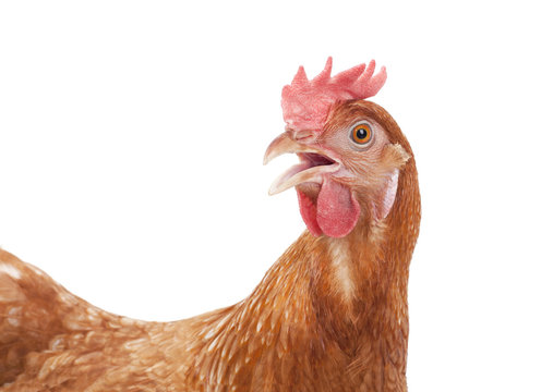 chicken head isolate white background