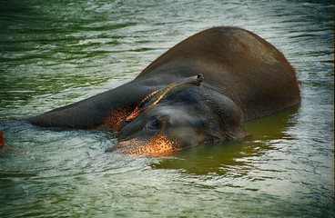 Elephant, Pinnewala, Sri Lanka