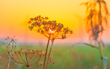 Obraz na płótnie Canvas Wild flowers along a field at sunrise