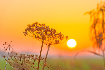 Wild flowers along a field at sunrise