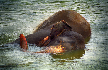 Elephant, Pinnewala, Sri Lanka
