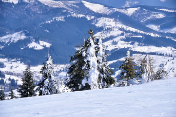 Winter snow-covered mountain slopes and great spruce. sunny cold winter drink...
