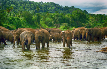 Naklejka na ściany i meble Elephants, Pinnewala, Sri Lanka