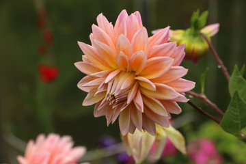 Aster, Dahlia, Lotus, card, background, texture, blur, drops