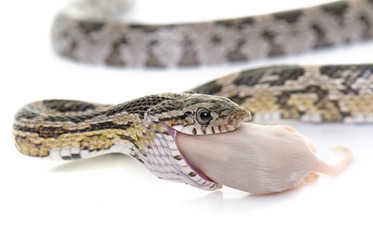 Fototapeta premium corn snake eating mouse
