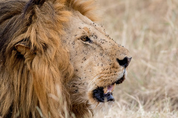 King Male Lion Portrait in Masai Mara , Kenya