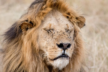 Obraz na płótnie Canvas King Male Lion Portrait in Masai Mara , Kenya