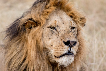 Fototapeta na wymiar King Male Lion Portrait in Masai Mara , Kenya