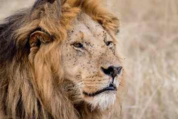 King Male Lion Portrait in Masai Mara , Kenya