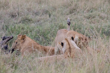 Lion Eating a Prey in Masai mara