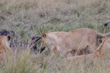 Lion Eating a Prey in Masai mara