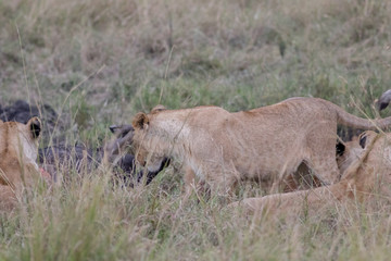 Lion Eating a Prey in Masai mara