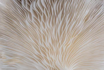Papier Peint photo Photographie macro abstract background macro image of mushroom, Sajor-caju Mushroom