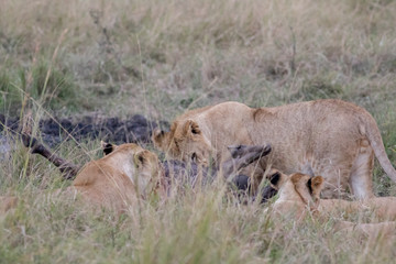 Lion Eating a Prey in Masai mara