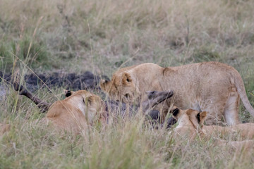Lion Eating a Prey in Masai mara