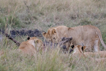 Lion Eating a Prey in Masai mara