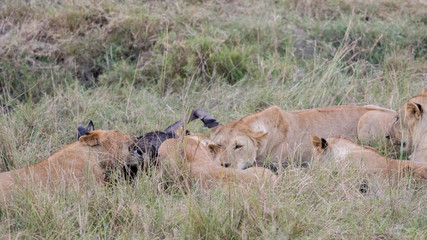 Lion Eating a Prey in Masai mara