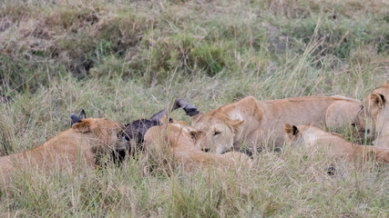Naklejka na ściany i meble Lion Eating a Prey in Masai mara
